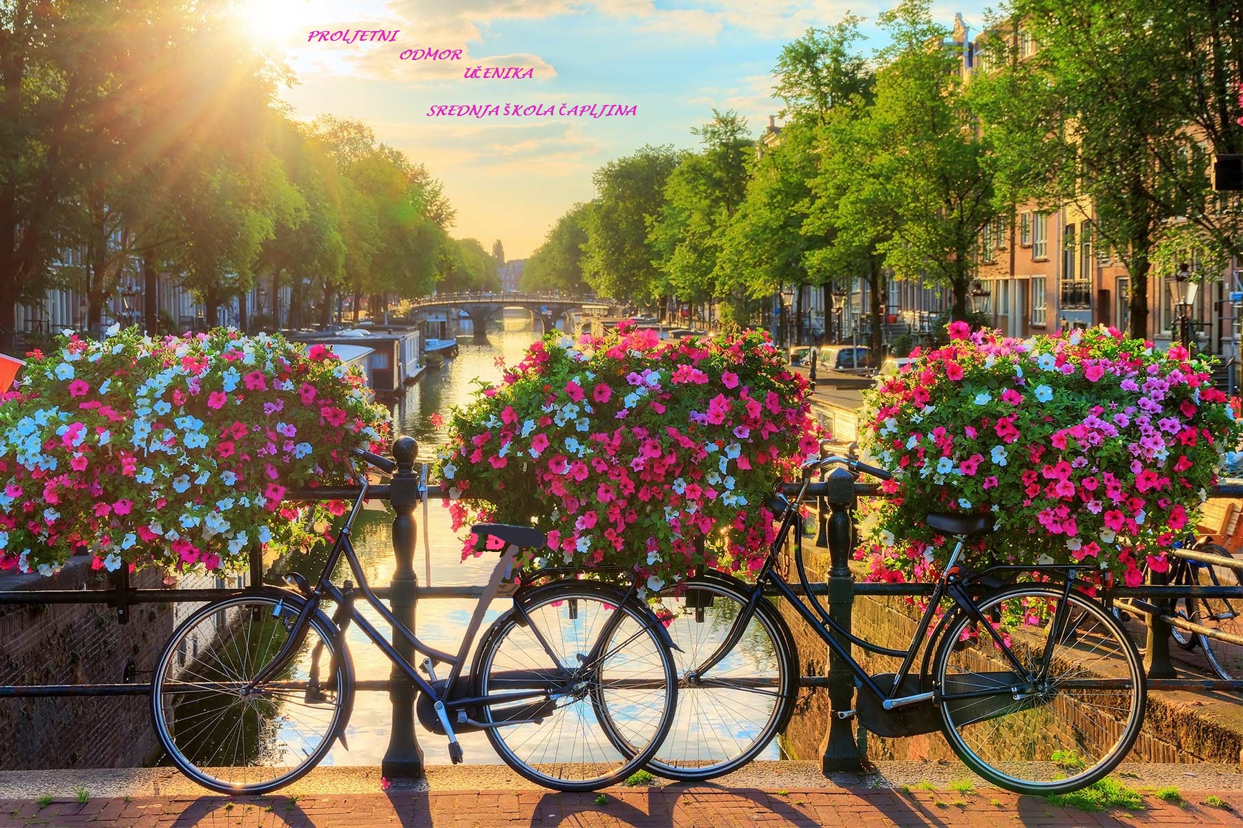 cvijece-amsterdam-proljece – kopija