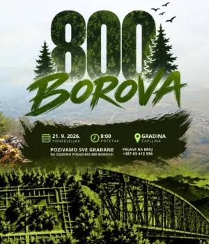 800 borova
